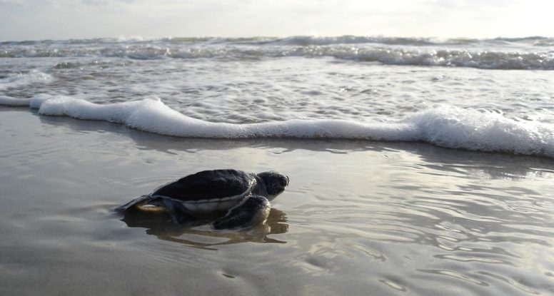 Smile N Wave Sailing Adventures - Featured Image for Sea Turtle Migration