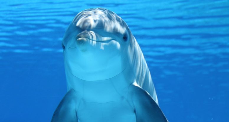 Smile N Wave Sailing Adventures - Dolphin Tours In Destin