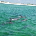 Dolphin Encounters - Image 06
