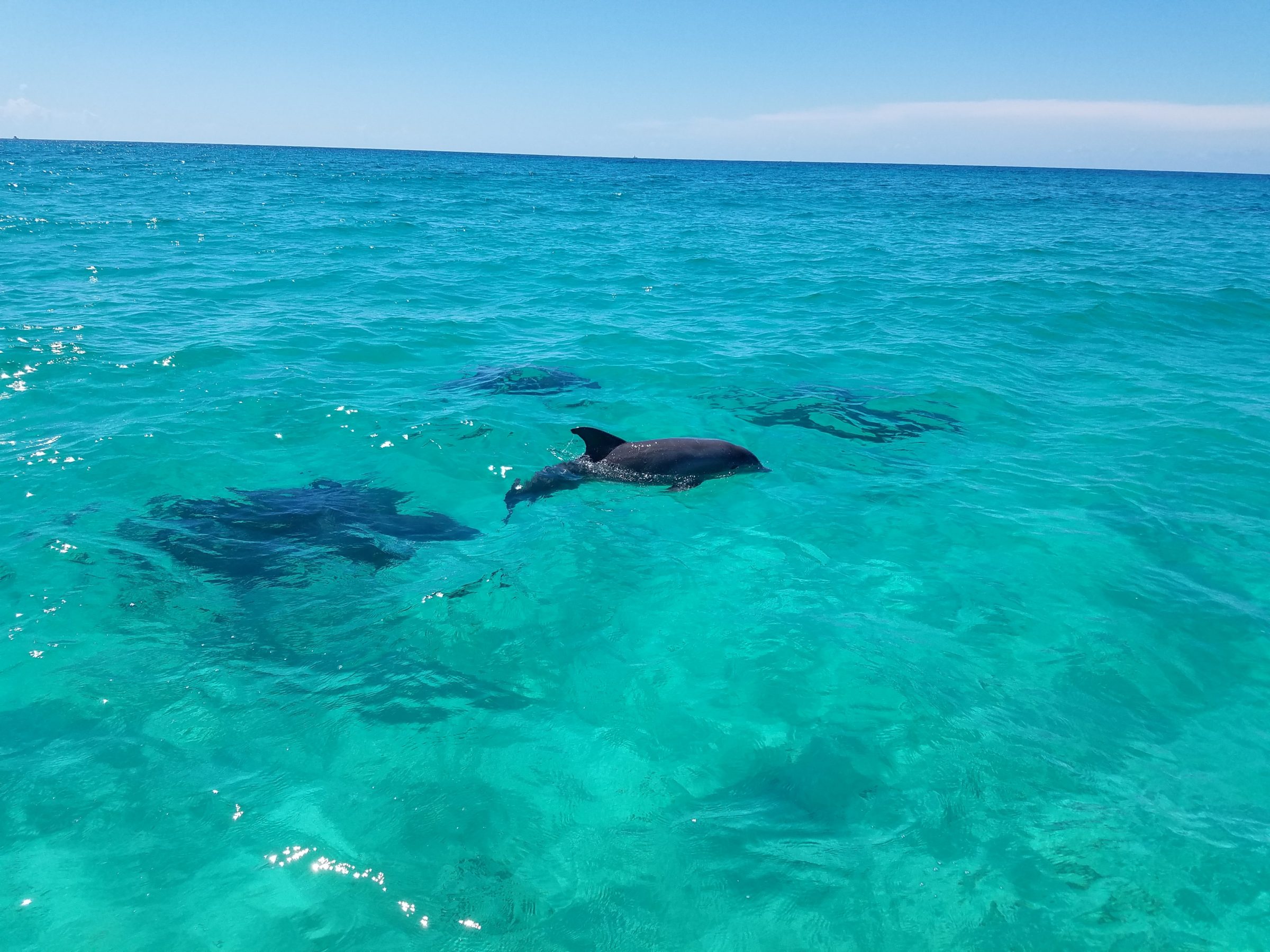 Destin dolphins