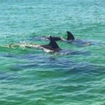 Dolphin Encounters - Image 02