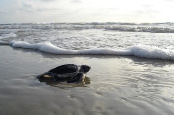 Smile N Wave Sailing Adventures - Featured Image for Sea Turtle Migration
