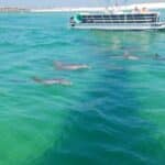 Dolphin Encounters - Image 09