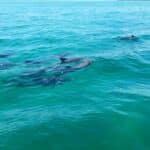 Dolphin Encounters - Image 04