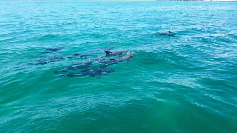 Dolphin Encounters - 2