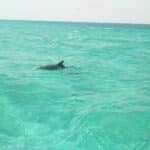 Dolphin Excursions 05"
