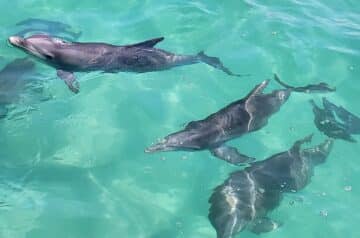 Dolphin & Snorkeling Adventures 03