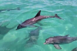 Dolphin & Snorkeling Adventures 04