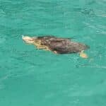 Sea Turtles in Destin 02"