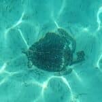 Sea Turtles in Destin 05"