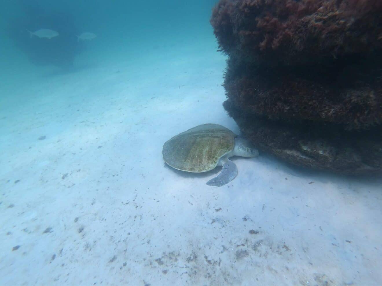 Sea Turtles in Destin 06