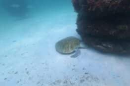 Sea Turtles in Destin 06