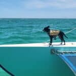 Pet-Friendly Sailboat Excursions in Destin 01"