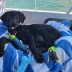 Pet-Friendly Sailboat Excursions in Destin 03"