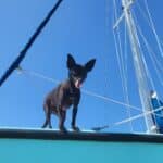 Pet-Friendly Sailboat Excursions in Destin 04"