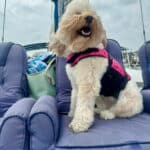 Pet-Friendly Sailboat Excursions in Destin 05"