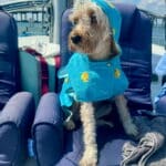 Pet-Friendly Sailboat Excursions in Destin 06"