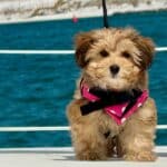 Pet-Friendly Sailboat Excursions in Destin 08"
