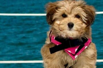 Pet-Friendly Sailboat Excursions in Destin 08